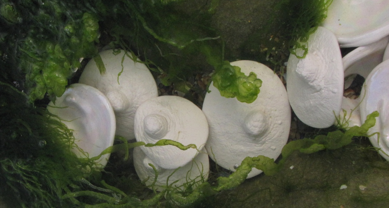 Sous la canopée, la terre